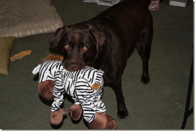 Chocolate Labrador, Zebra Toy